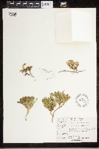 Diphasiastrum sitchense image