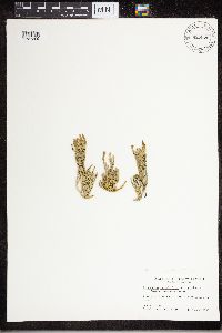 Diphasiastrum sitchense image