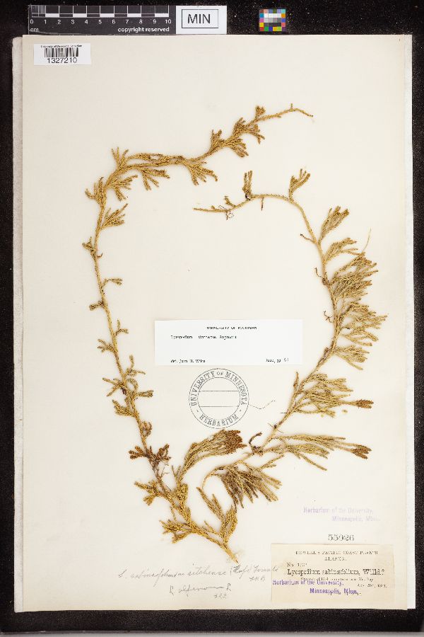 Diphasiastrum sitchense image