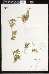 Diphasiastrum sitchense image