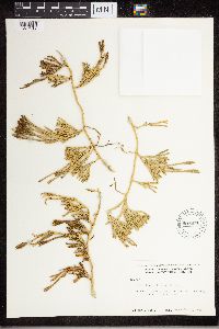 Diphasiastrum sitchense image