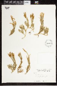 Diphasiastrum sitchense image