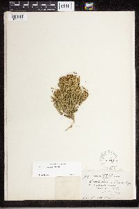 Diphasiastrum sitchense image