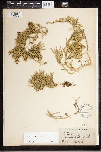 Diphasiastrum sitchense image