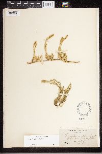 Diphasiastrum sitchense image