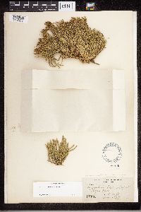 Diphasiastrum sitchense image