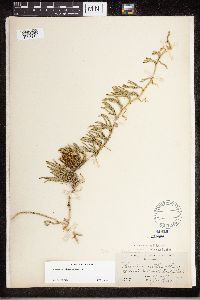 Diphasiastrum sitchense image