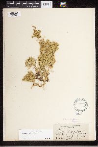 Diphasiastrum sitchense image