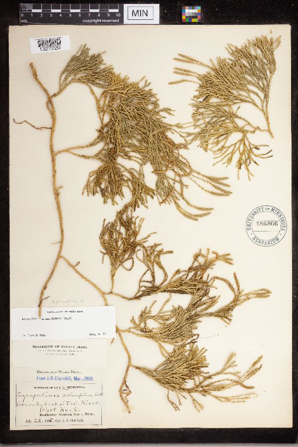 Diphasiastrum x sabinifolium image