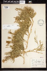 Diphasiastrum x sabinifolium image