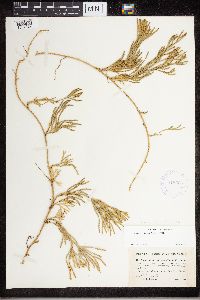 Diphasiastrum x sabinifolium image