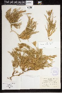 Diphasiastrum x sabinifolium image