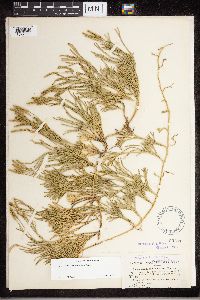 Diphasiastrum x sabinifolium image