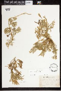 Diphasiastrum x sabinifolium image