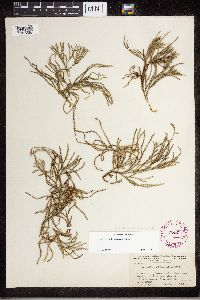 Diphasiastrum x sabinifolium image