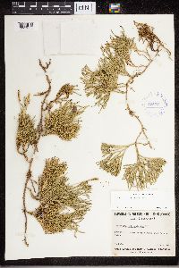 Diphasiastrum x sabinifolium image