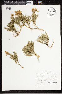 Diphasiastrum x sabinifolium image