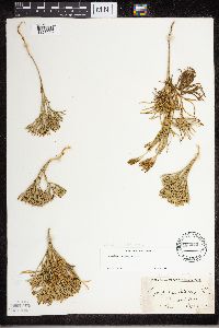 Diphasiastrum tristachyum image