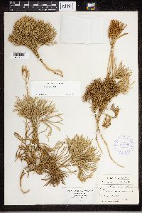Diphasiastrum tristachyum image