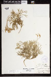 Diphasiastrum tristachyum image