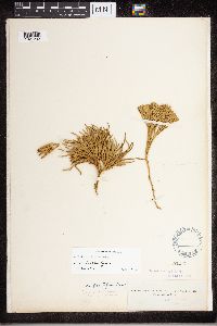Diphasiastrum tristachyum image