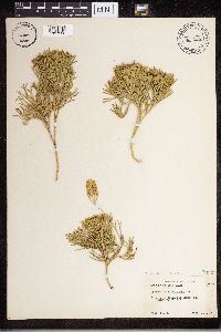 Diphasiastrum tristachyum image