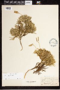 Diphasiastrum tristachyum image