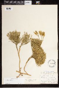 Diphasiastrum tristachyum image