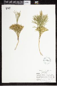 Diphasiastrum tristachyum image