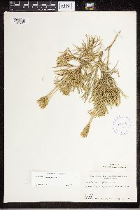 Diphasiastrum tristachyum image