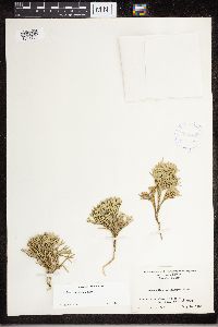 Diphasiastrum tristachyum image