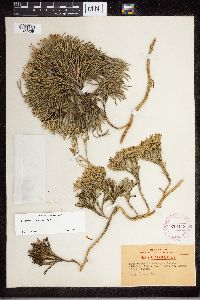 Diphasiastrum tristachyum image