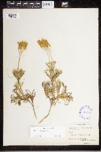 Diphasiastrum tristachyum image