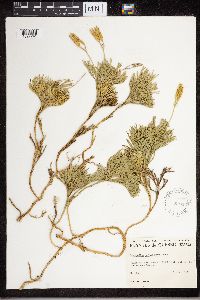 Diphasiastrum tristachyum image