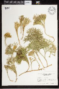 Diphasiastrum tristachyum image