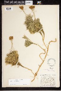 Diphasiastrum tristachyum image