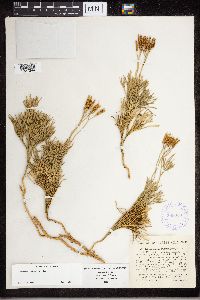 Diphasiastrum tristachyum image