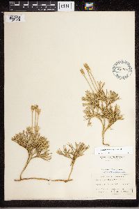 Diphasiastrum tristachyum image