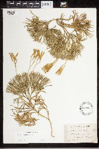 Diphasiastrum tristachyum image