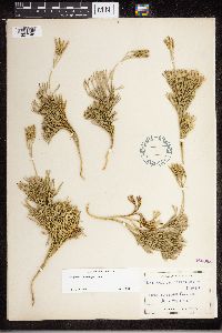 Diphasiastrum tristachyum image