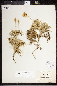 Diphasiastrum tristachyum image