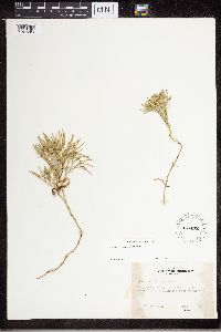 Diphasiastrum tristachyum image