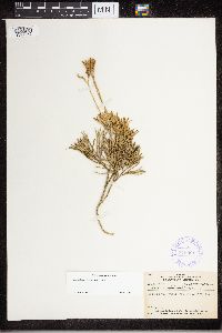 Diphasiastrum tristachyum image