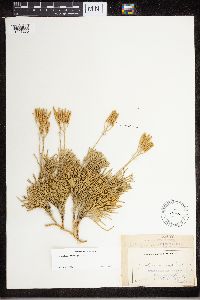 Diphasiastrum tristachyum image