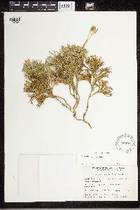 Diphasiastrum tristachyum image