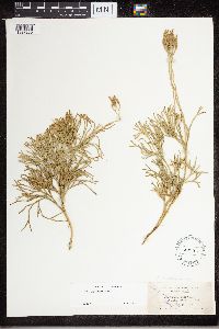 Diphasiastrum tristachyum image