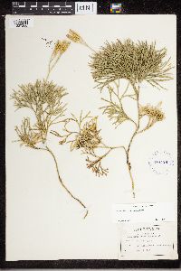 Diphasiastrum tristachyum image