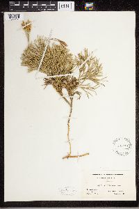 Diphasiastrum tristachyum image