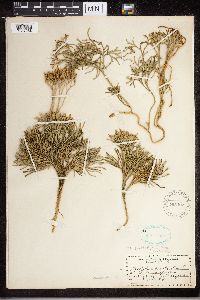 Diphasiastrum tristachyum image