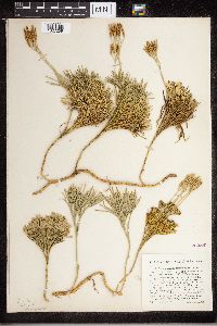 Diphasiastrum tristachyum image